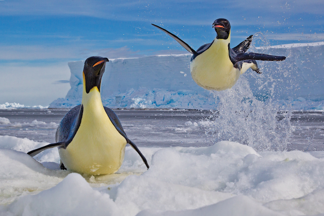 Emperor Penguins shot from the Mario Zuchelli Base, Ross Sea, Antarctica. (Photo by Paul Nicklen)