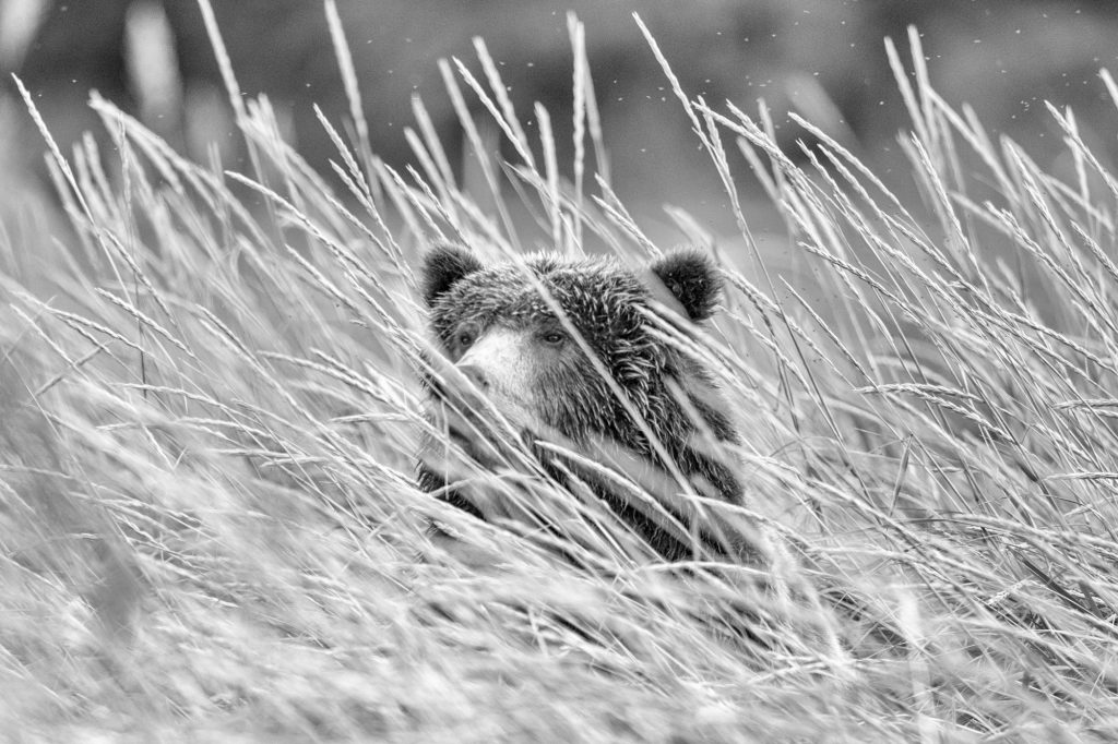 copyright Paul Nicklen Photography