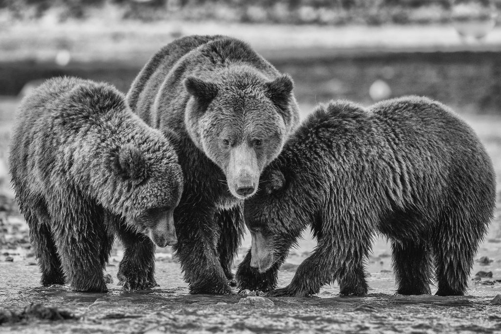 copyright Paul Nicklen Photography