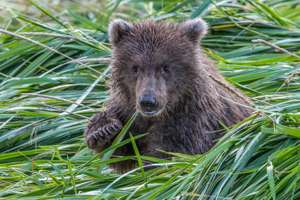 copyright Paul Nicklen Photography