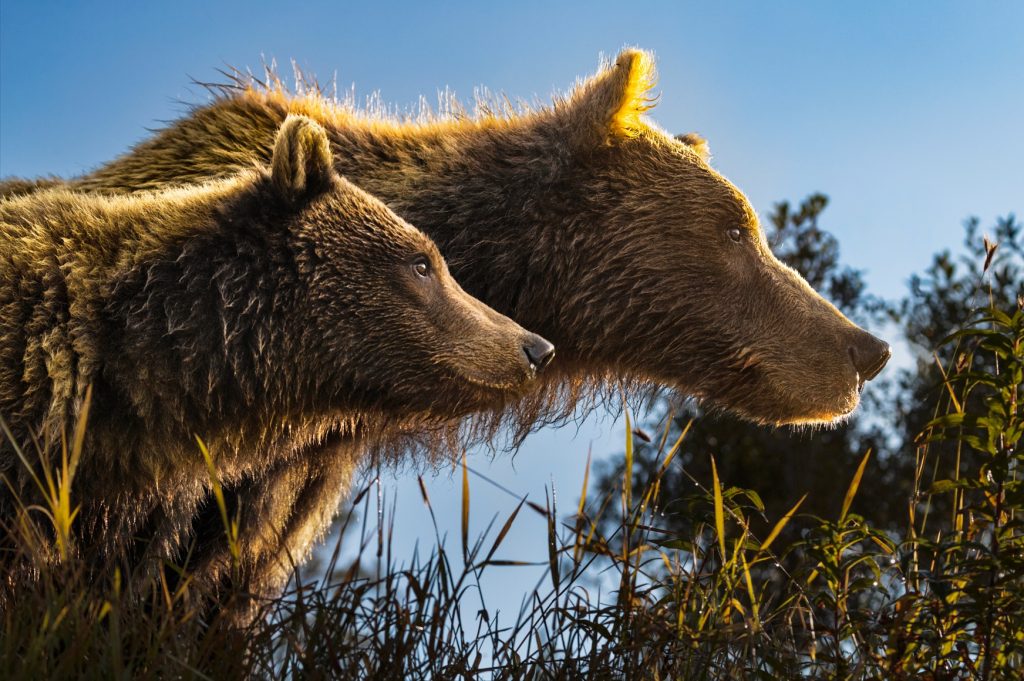 copyright Paul Nicklen Photography