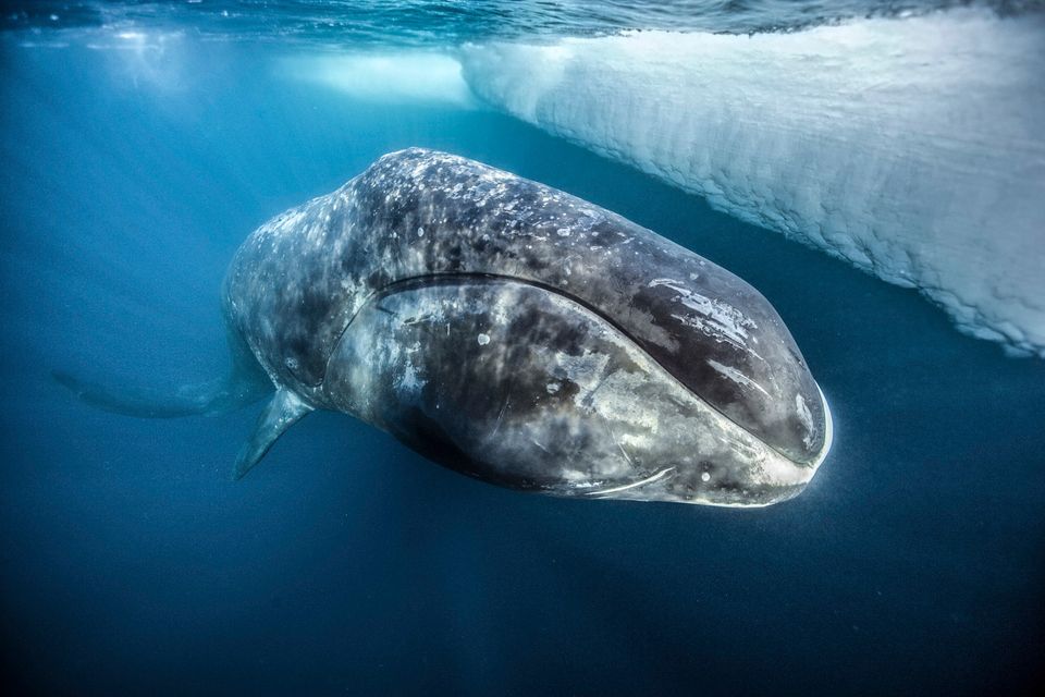 Guest Post by Paul Nicklen | Searching for Adlauluq: A Legendary Bowhead  Whale - Worldwide Speakers Group