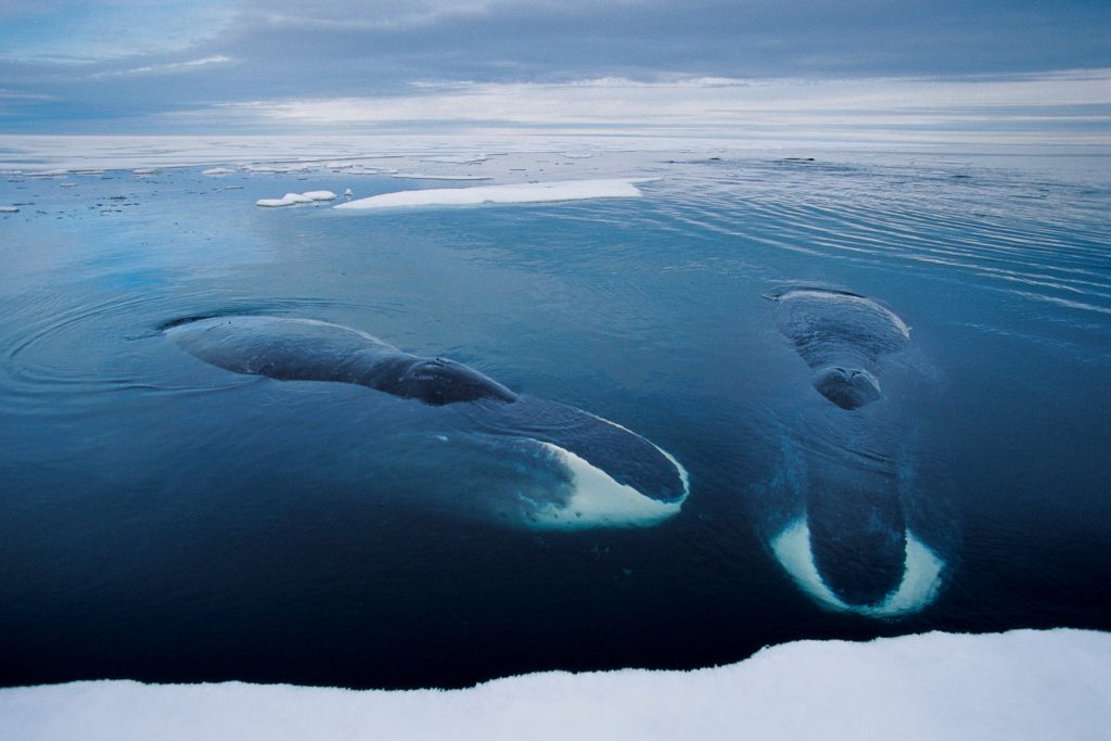 copyright Paul Nicklen Photography