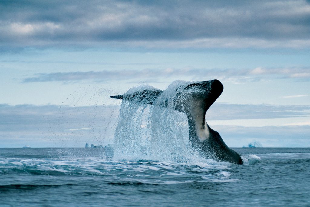 copyright Paul Nicklen Photography