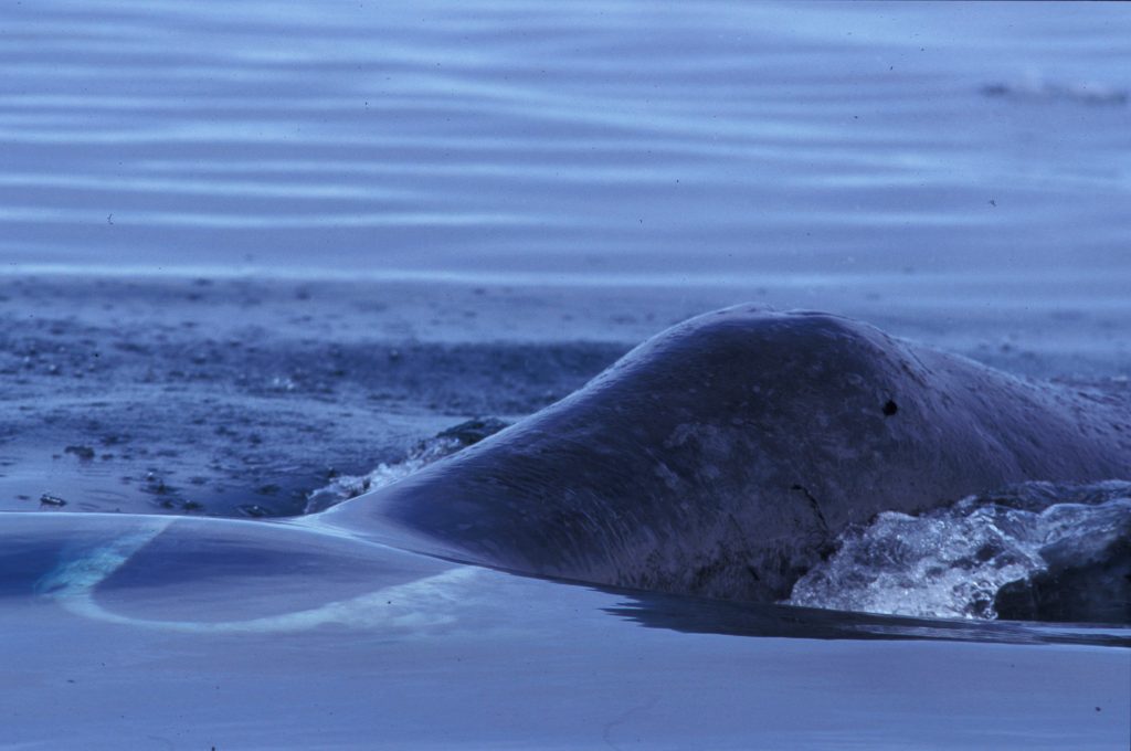 Nicklen | Searching for Adlauluq: A Legendary Bowhead Whale