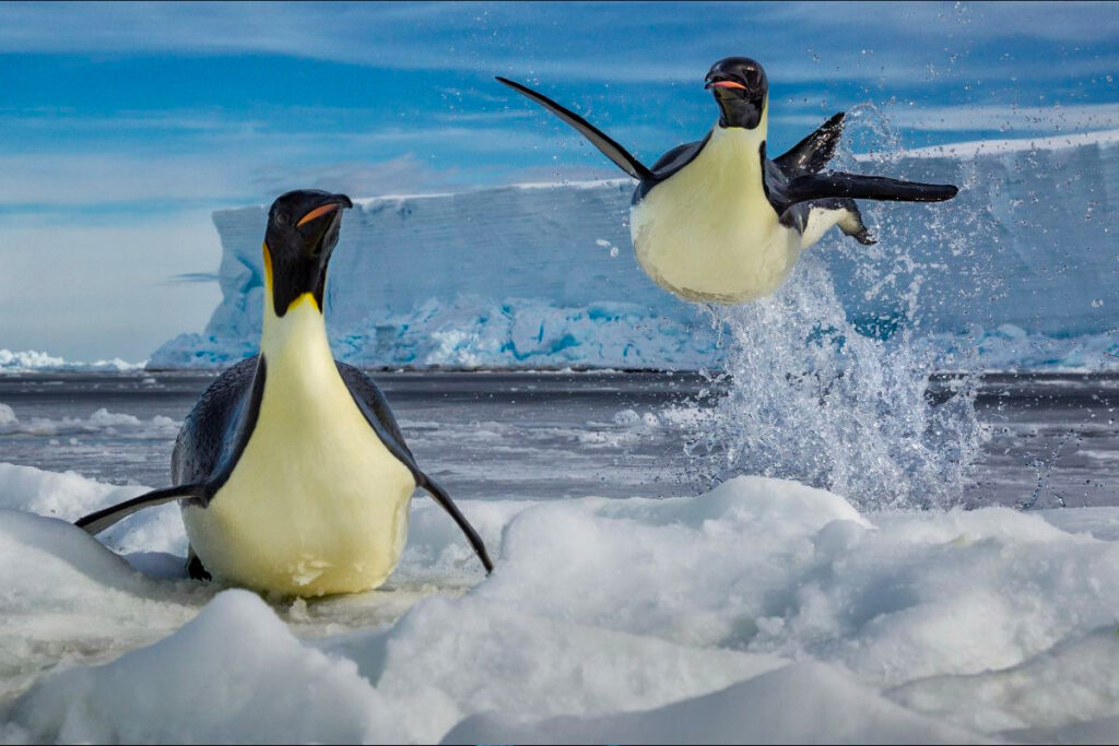 Emperor Defying Gravity ny Paul Nicklen Copyright