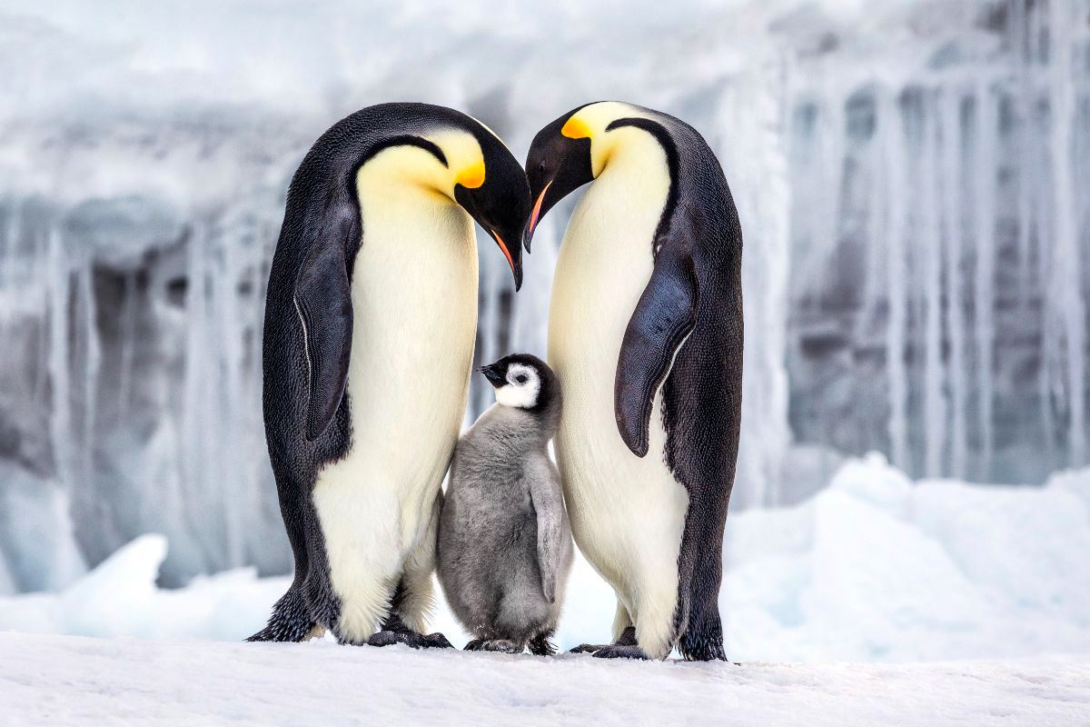 Emperor Family by Paul Nicklen Copyright