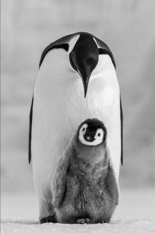 Emperor Penguin by Paul Nicklen Copyright
