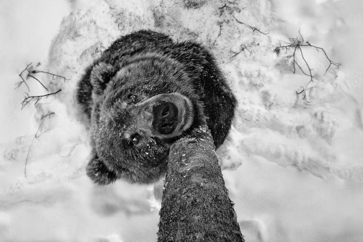 Grizzly by Paul Nicklen Copyright