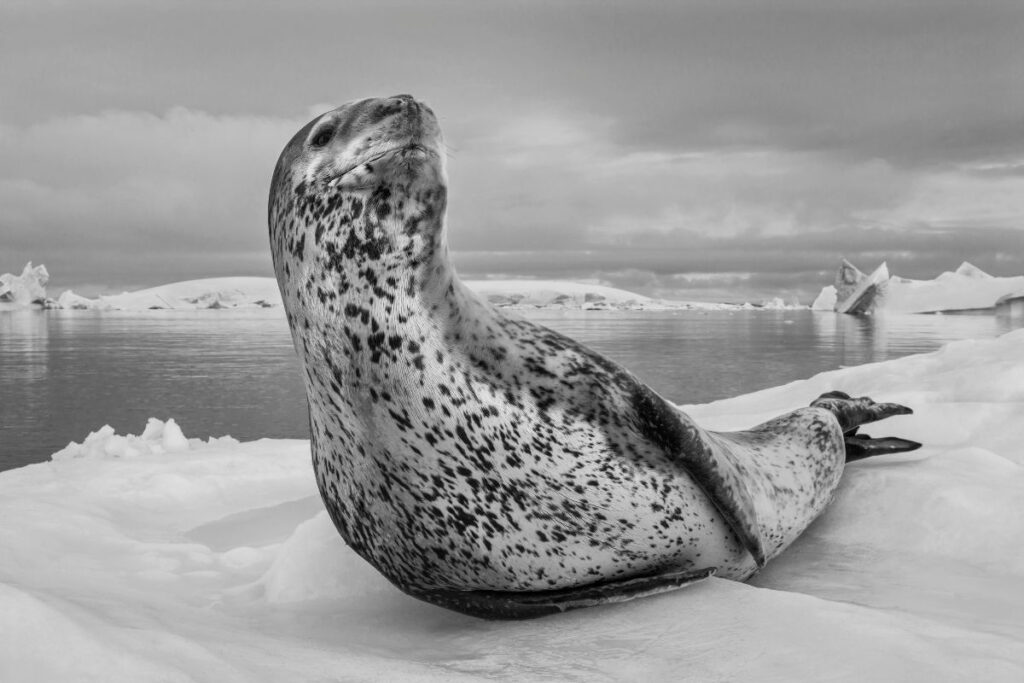 Leopard Seal by Paul Nicklen Copyright