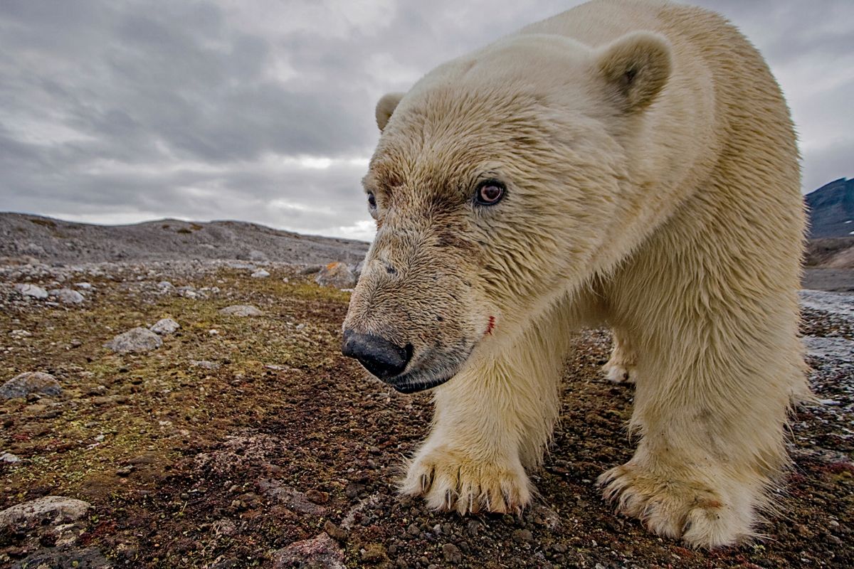 Polar Bear photo copyright Paul Nicklen