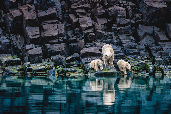 Polar Bears 2 Copyright Paul Nicklen | Worldwide Speakers Group