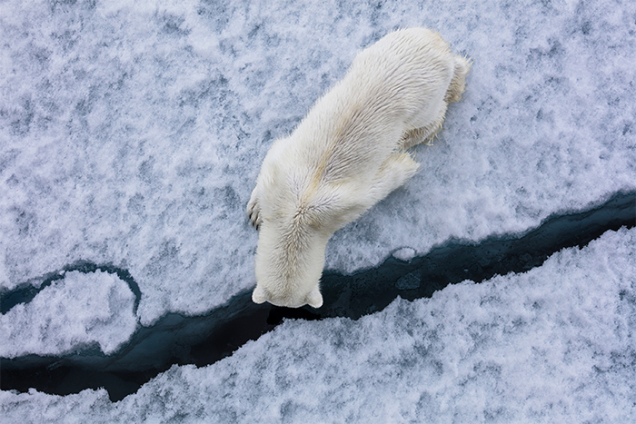 Polar Bears 3 Copyright Paul Nicklen | Worldwide Speakers Group