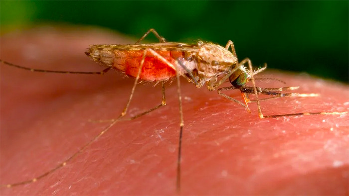 leana wen on mosquitos for CNN