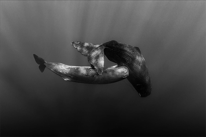 Paul Nicklen Sperm Whale Photography