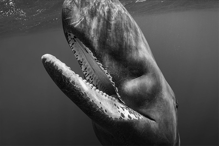 Sperm Whale Photography by Paul Nicklen Copyright