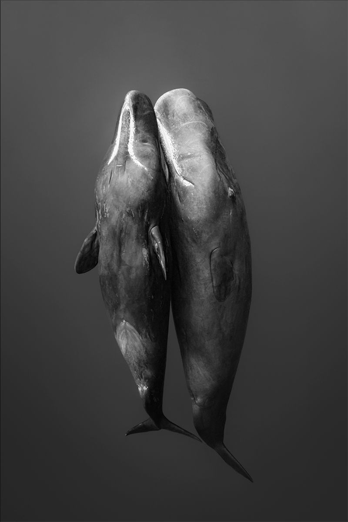 Sperm Whale Photography by Paul Nicklen Copyright