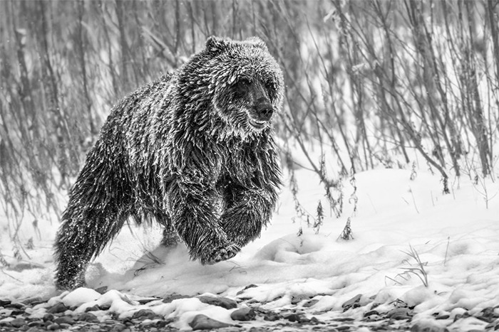 "Cold Pursuit" | Yukon, Canada, 2010 © Paul Nicklen Photography