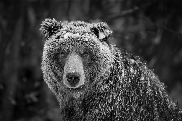 "Queen of Katmai" | Katmai National Park Alaska, 2017 © Paul Nicklen Photography