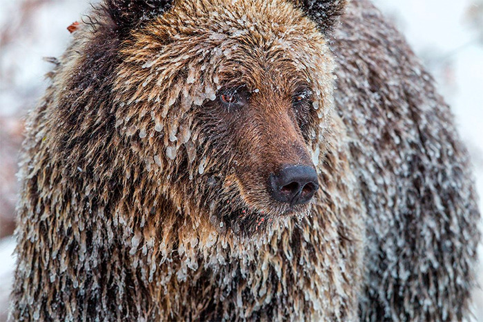 "Frozen Feast" | Yukon, Canada, 2010 © Paul Nicklen Photography