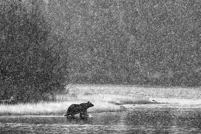 "Path of the Grizzly" | Yukon, Canada, 2010 © Paul Nicklen Photography