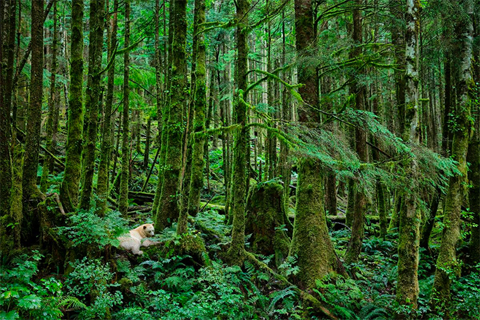 Coastal Spirit | British Columbia, Canada, 2011 | © Paul Nicklen Photography