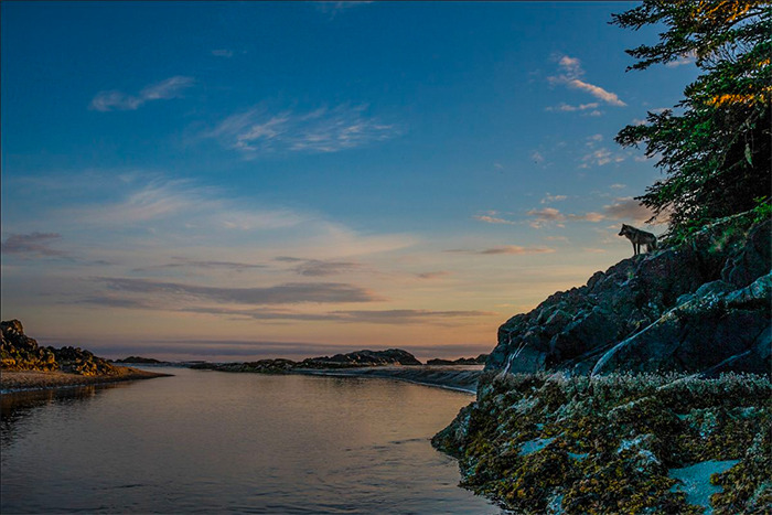 "The Sentinel" ©Paul Nicklen Photography