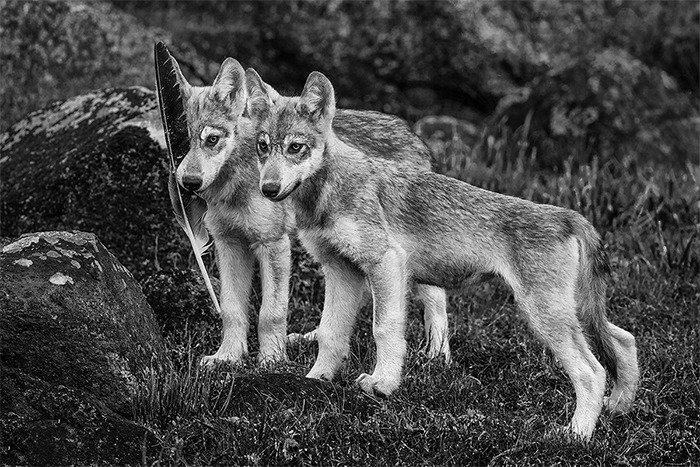 Sea Wolf Copyright Paul nicklen Photography