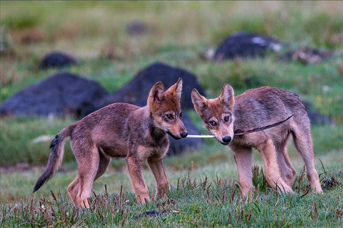 Sea Wolf copyright Paul Nicklen Photography