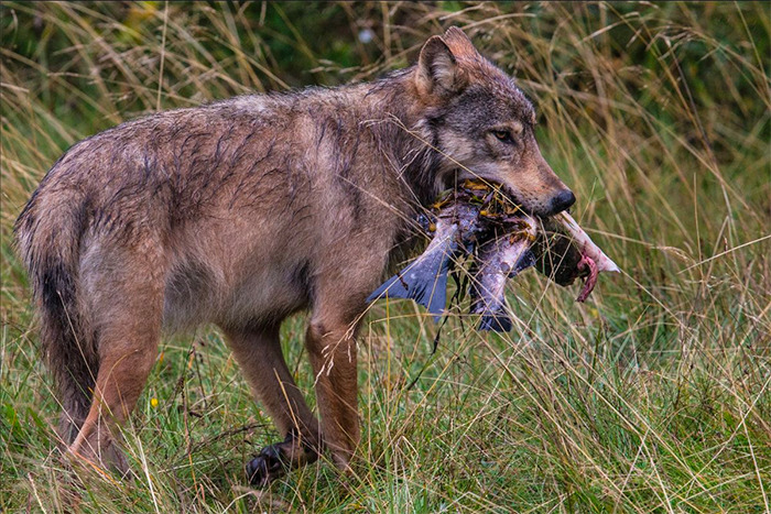 Sea Wolf copyright Paul Nicklen Photography