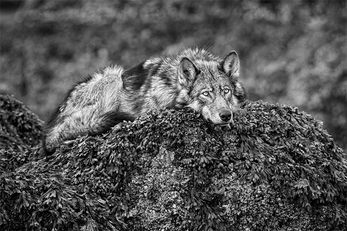 Sea Wolf copyright Paul Nicklen Photography