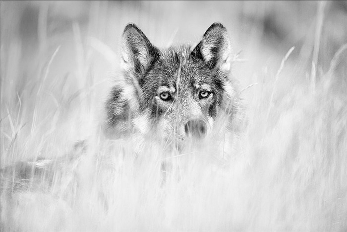 Sea Wolf Copyright Paul Nicklen Photography