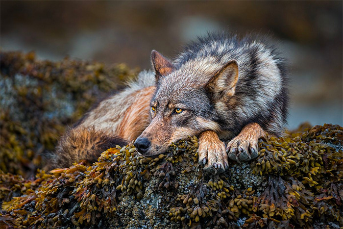 Sea Wolf Copyright Paul Nicklen Photography