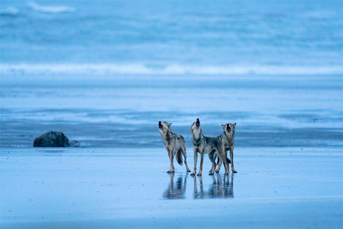 Sea Wolf Copyright Paul Nicklen Photography