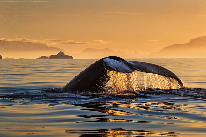 Whale | Copyright Paul Nicklen Photography