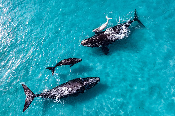 Right Whale Paul Nicklen copyright