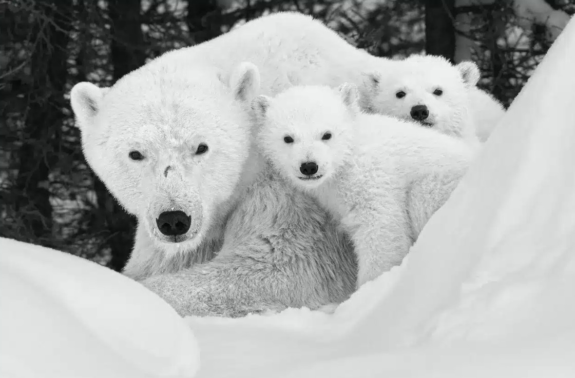 Paul Nicklen: A Reverence for Nature - WWSG