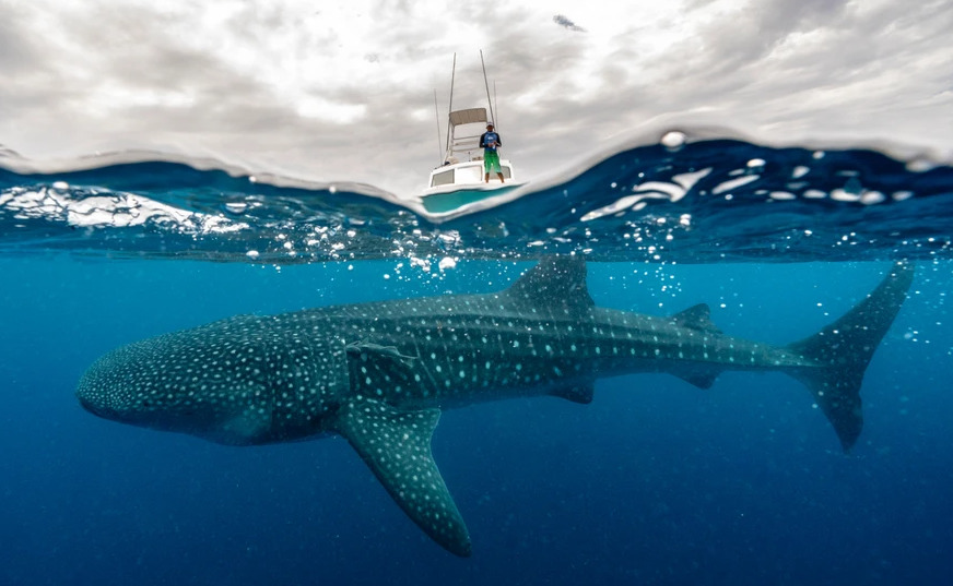 Whale sharks are the largest fish on Earth. (Photo by Cristina Mittermeier)