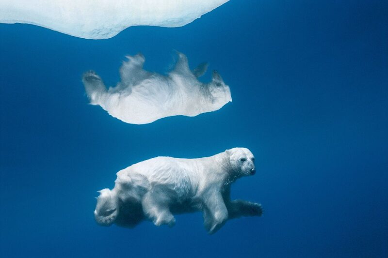 Polar Reflections by Paul Nicklen